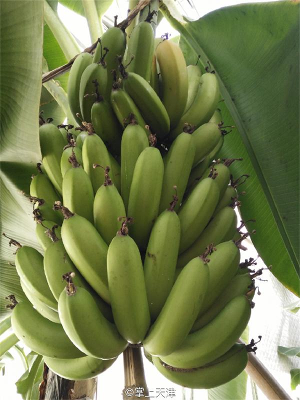 天津性价比最高的养老院,天津高端养老院排名一览表