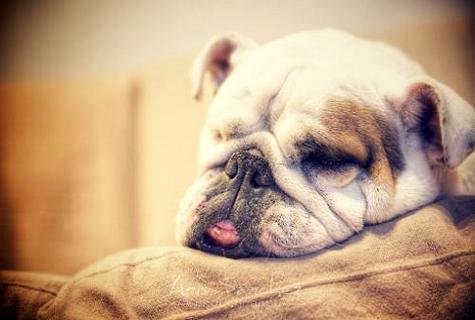 最简单自制狗窝方法教程,最简单自制狗窝方法用纸箱