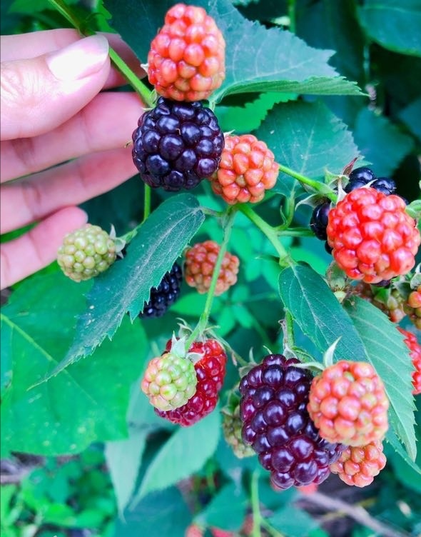 似水流年青春记忆,似水流年的青春原唱