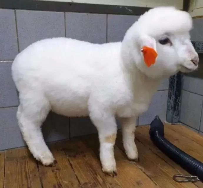 韩国代购回来不隔离吗,去韩国代购回来被海关罚款了