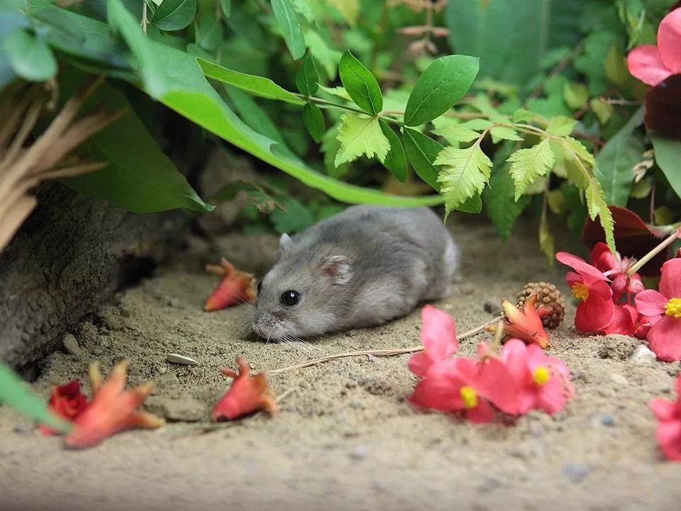 仓鼠要注意什么饮食,仓鼠饲养吃啥好养活一点