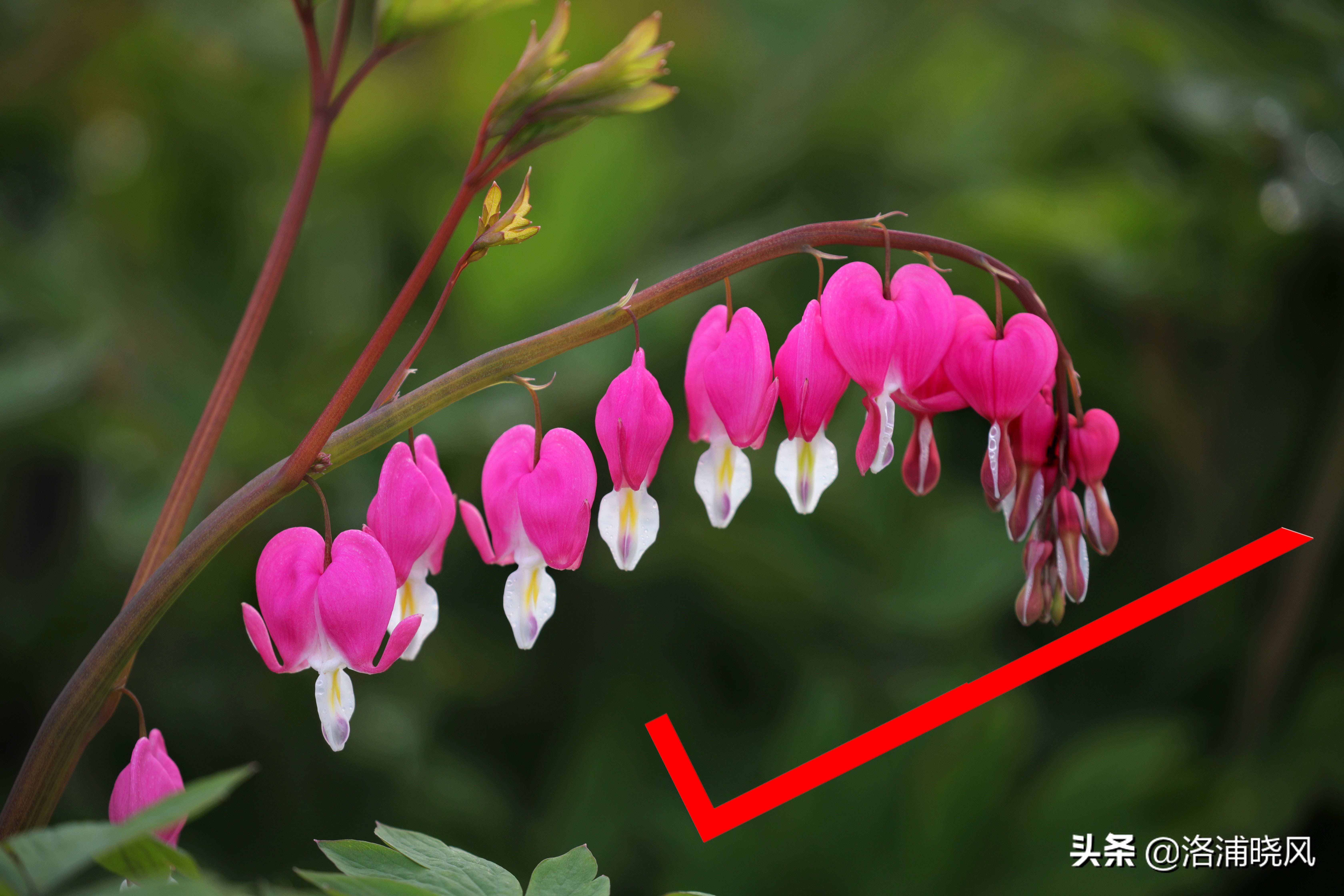 牡丹的名贵品种黑牡丹和绿牡丹,牡丹的稀有品种绿牡丹和黑牡丹