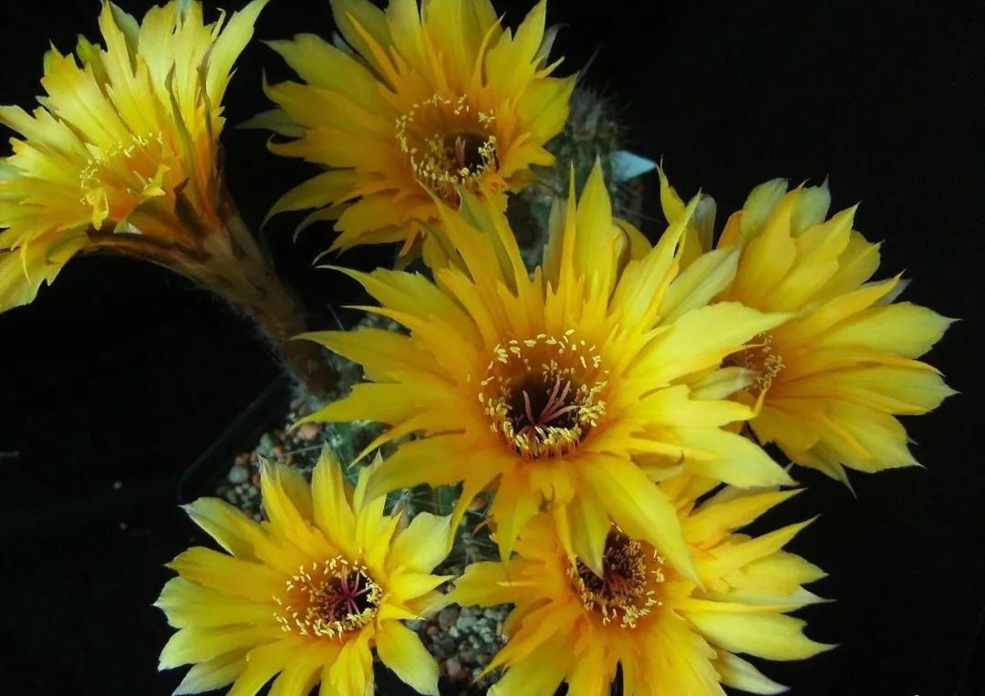 100种仙人球花图片,100种仙人球的品种视频