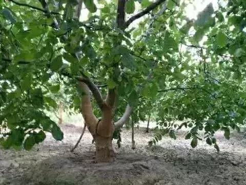 NO.831：阿克苏本地求职招聘、出租转让、农林牧副渔…信息大全！