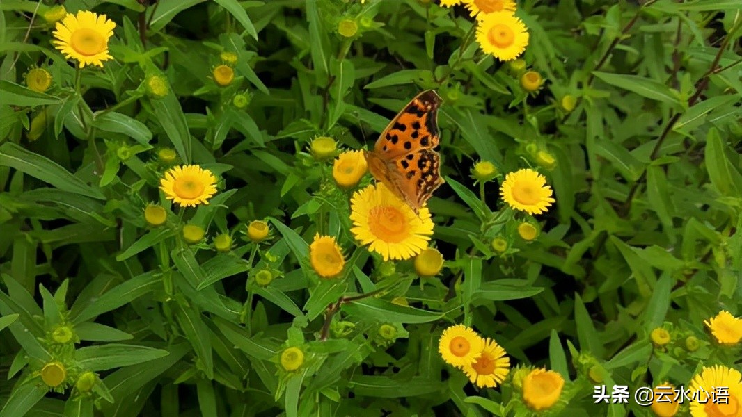 杨万里病愈后创作的两首诗，劳心苦吟，让人赞赏不已