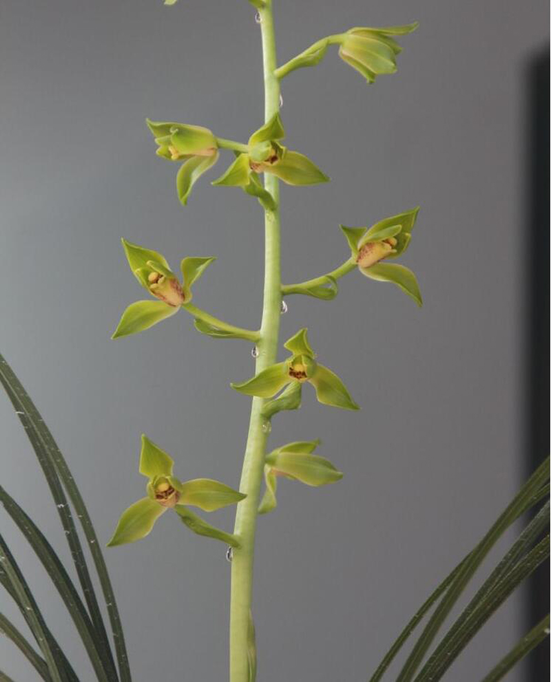 兰花的叶片发黄怎么办呢,兰花叶片发黄的原因和处理方法