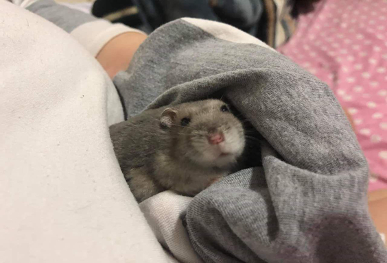 仓鼠怎么变胖侏儒鼠,仓鼠幼鼠没鼠粮怎么喂养