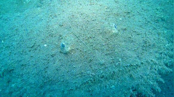 海鲜市场这4种鱼人工无法养殖,海鲜市场适合养什么鱼