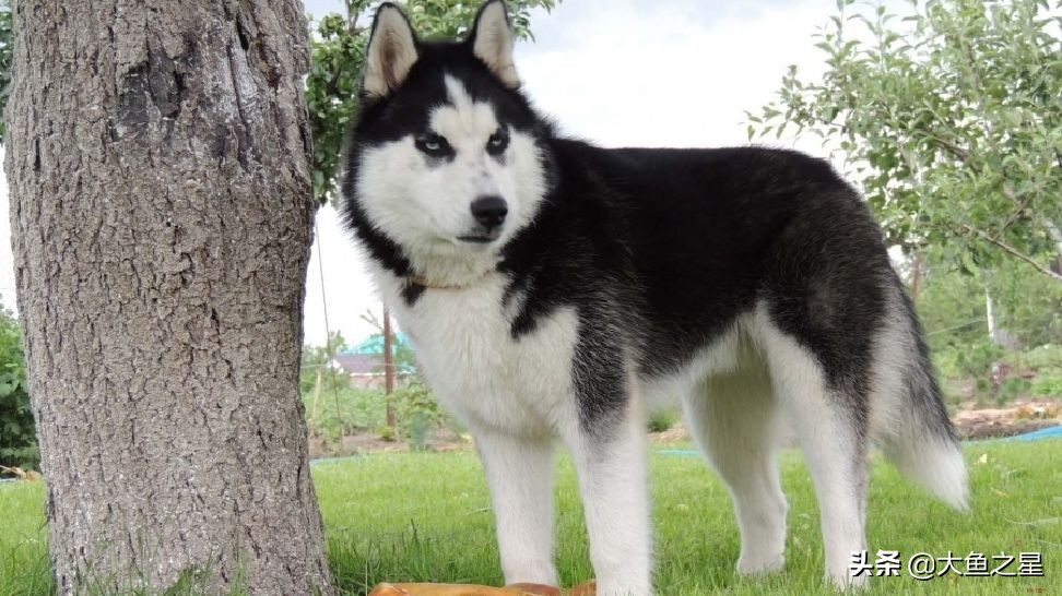 山海经中记载的五个形似狗的神兽,《山海经》中的四大守护神兽