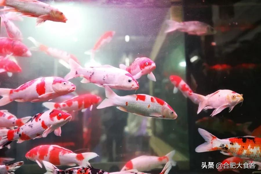 <html>
<head><title>502BadGateway</title></head>
<body>
<center><h1>502BadGateway</h1></center>
<hr><center>nginx</center>
</body>
</html>
<!--apaddingtodisableMSIEandChromefriendlyerrorpage-->
<!--apaddingtodisableMSIEandChromefriendlyerrorpage-->
<!--apaddingtodisableMSIEandChromefriendlyerrorpage-->
<!--apaddingtodisableMSIEandChromefriendlyerrorpage-->
<!--apaddingtodisableMSIEandChromefriendlyerrorpage-->
<!--apaddingtodisableMSIEandChromefriendlyerrorpage-->
