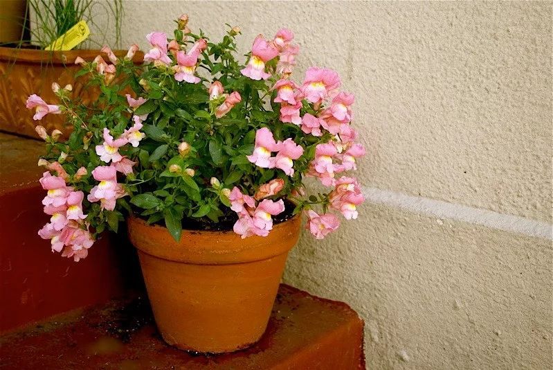 金鱼草盆栽图片大全,阳台上的金鱼草