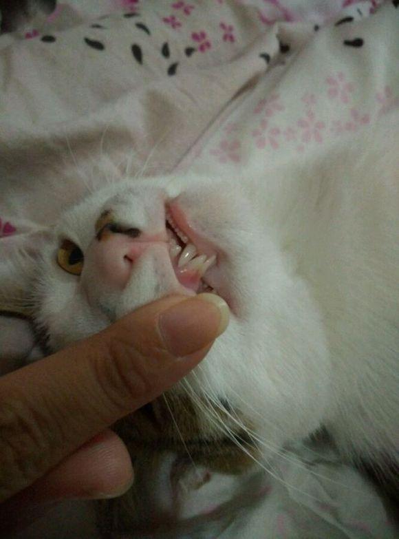 猫咪换牙牙齿是怎么样的,换牙期猫咪牙齿出血怎么办