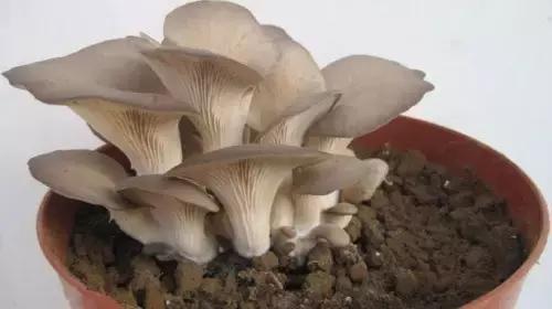 教你种蘑菇视频,在家种蘑菇的小方法