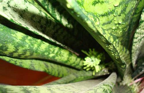 虎皮兰叶片有斑点怎么处理,虎皮兰叶子有黑斑是怎么回事