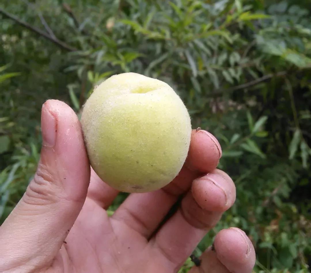 桃核手串玩家,桃核文玩爱好者