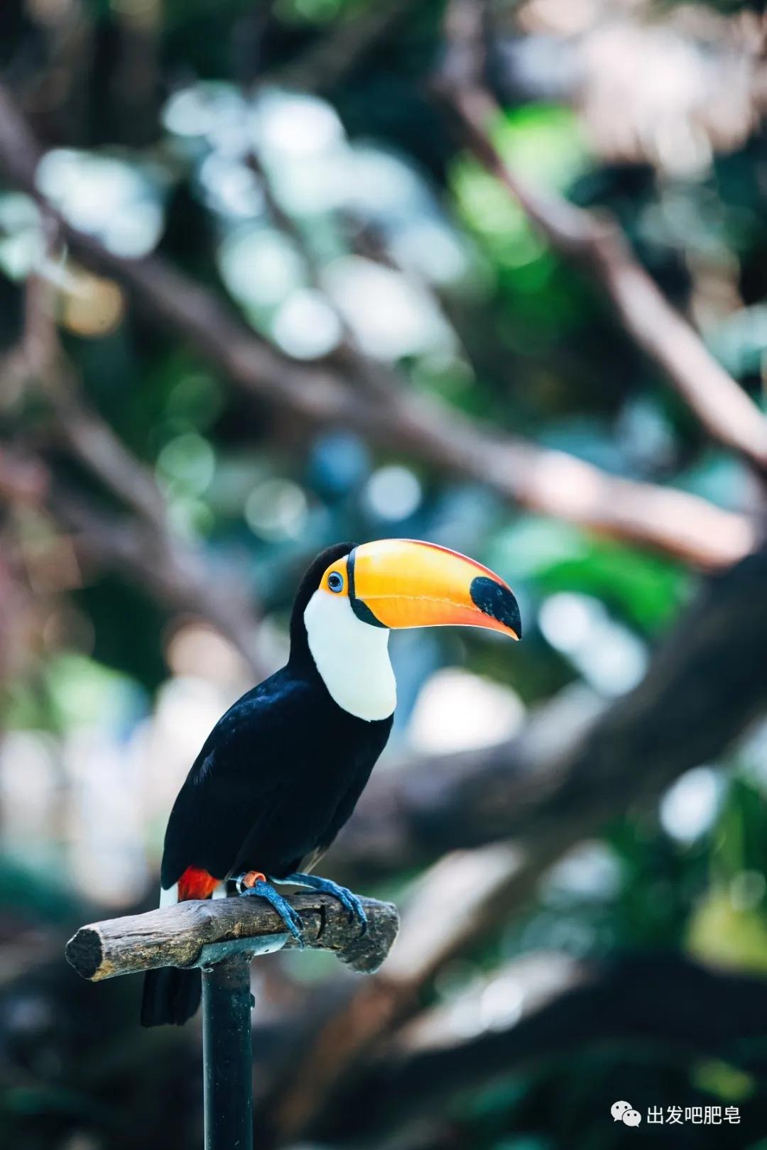 长隆飞鸟乐园怎么去长隆欢乐世界,汉溪长隆地铁站去长隆飞鸟乐园