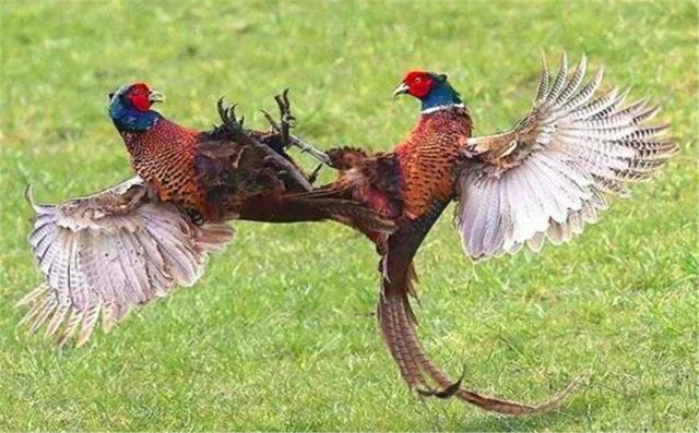 上岸甲鱼不能摸下山野鸡不能追,下山野鸡不要追甲鱼莫伸手