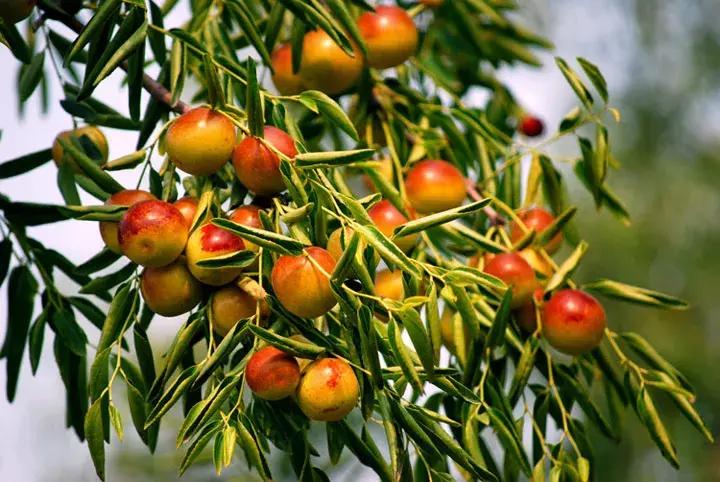 山东7月份有哪些水果可以采摘,山东10月份有什么水果可以采摘