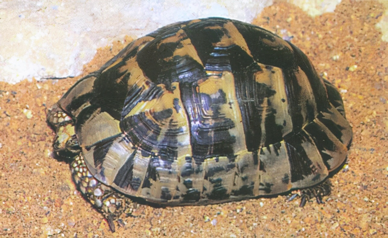 龟类纪录片,龟类图片