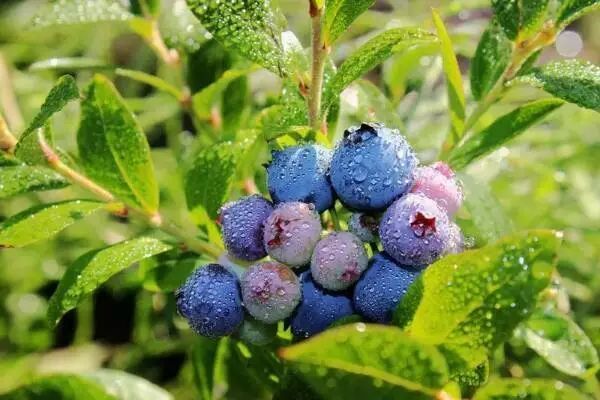 曲红旗简介,曲红旗