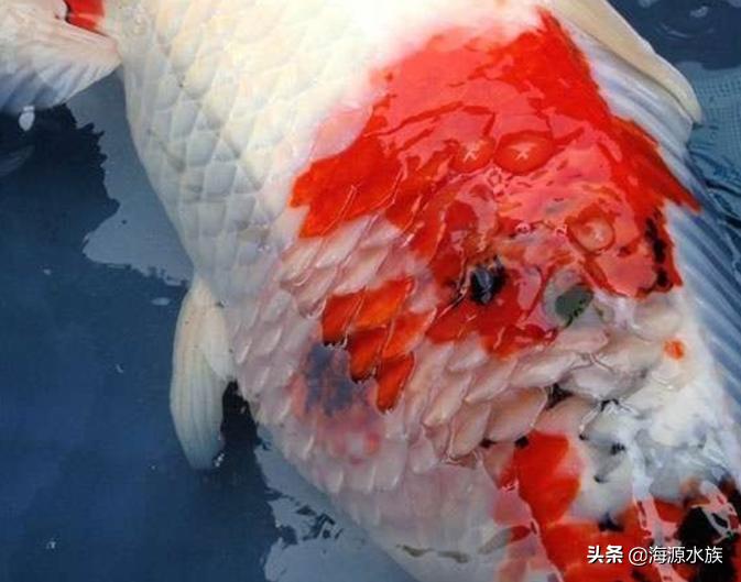 锦鲤出现问题了怎么办,锦鲤有哪些异常状态