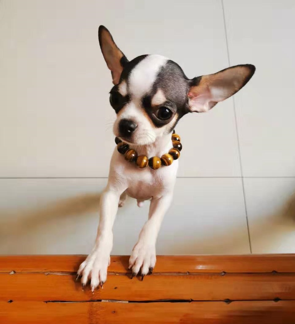 吉娃娃的智商排名及幼犬饲养方法,吉娃娃的外形标准与饲养注意事项