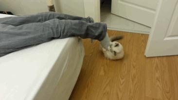 猫和主子玩装死游戏,在猫面前装死猫的反应