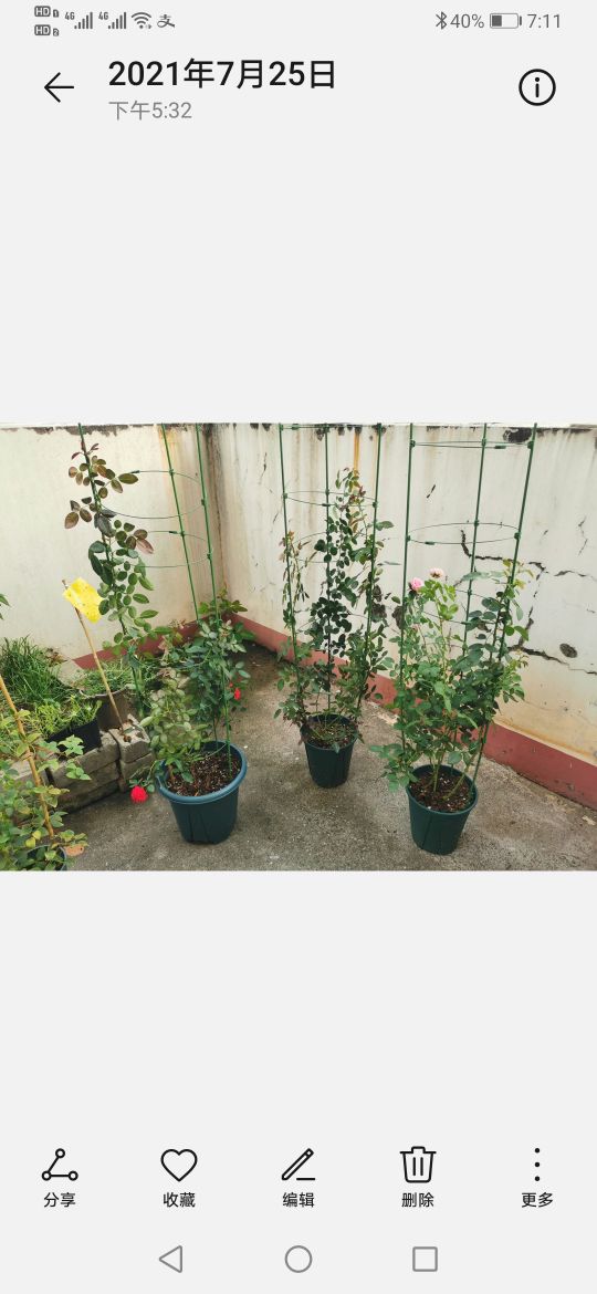 优秀月季品种推荐,正宗佛罗伦蒂娜月季