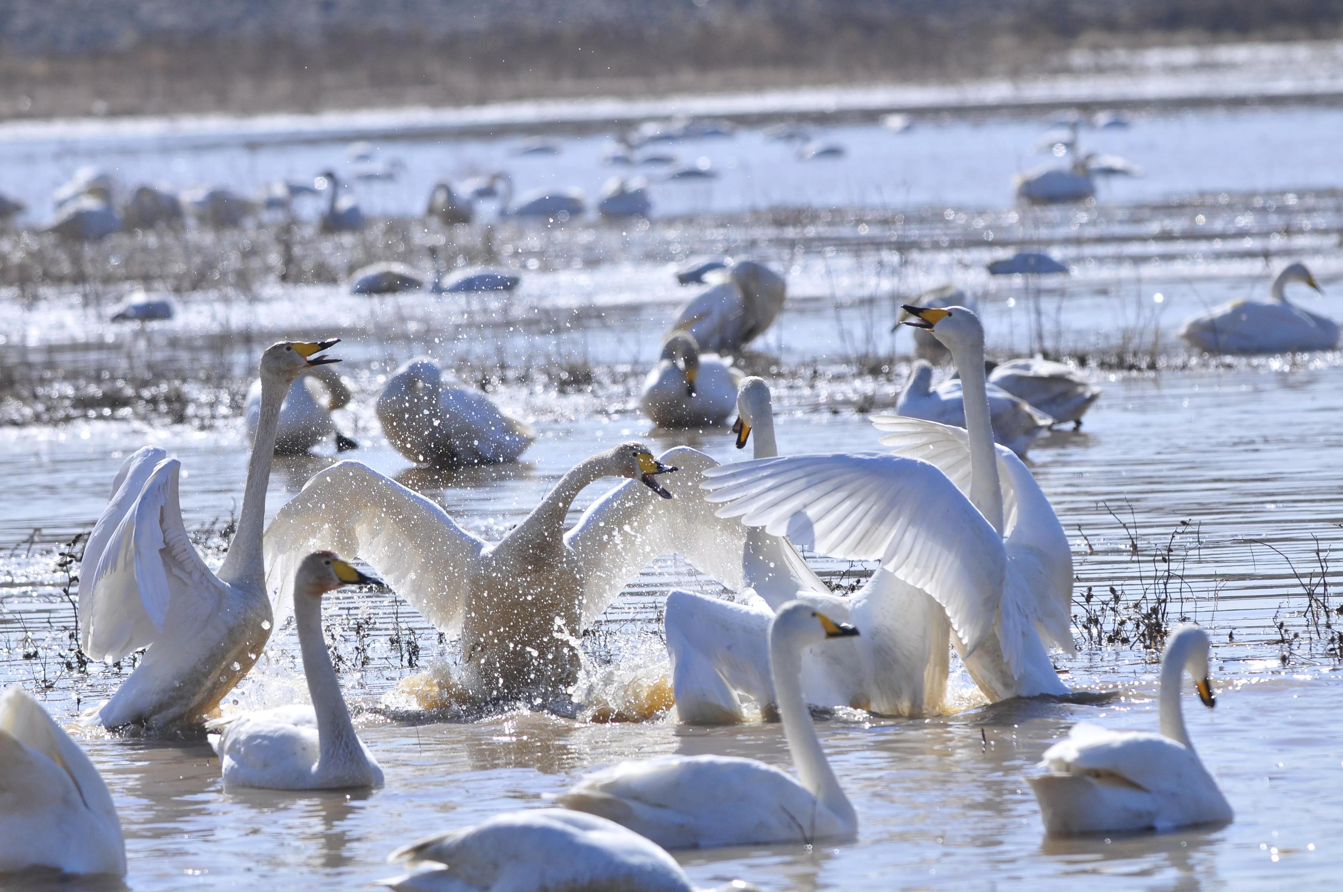 D300s+300F4拍摄/满意，趣解/天鹅斗：只动嘴不动手