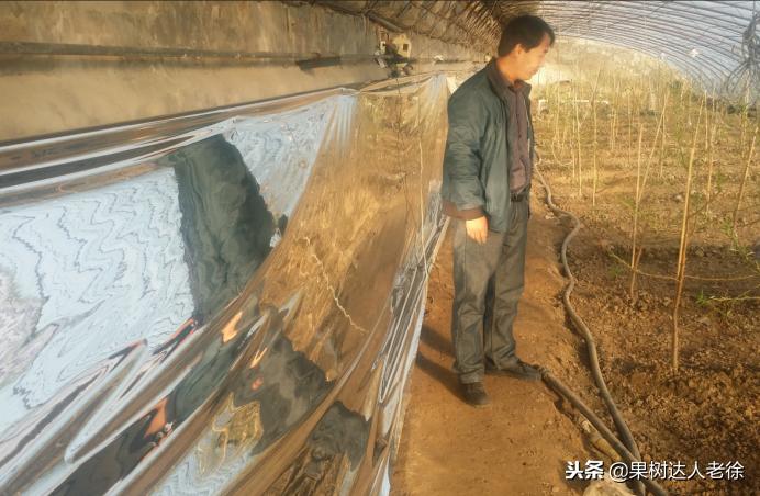 桃树开春管理视频,大棚桃花期用什么药