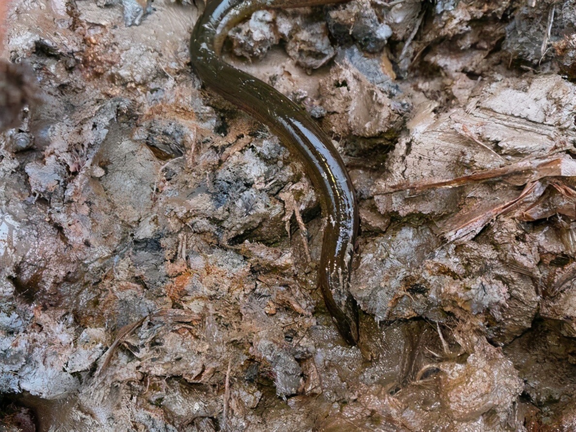 黄鳝喜欢在什么地方生长,黄鳝为什么喜欢在腐烂的树叶下面