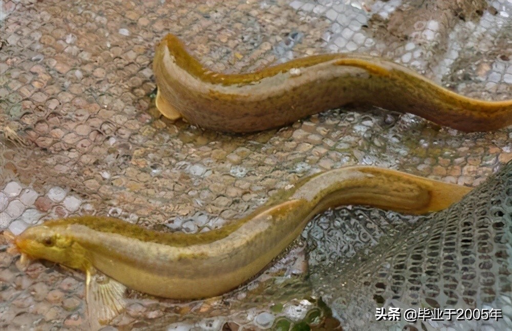 大连旅顺野钓淡水鱼的地方,大连近海常见鱼类图鉴