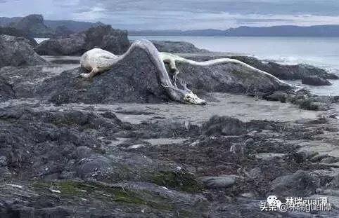 世界上龙真实存在吗,古代龙真实存在吗