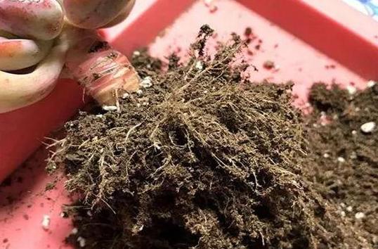 多肉根部没法全部埋进土里怎么办,多肉根部长了几个小肉肉如何养护