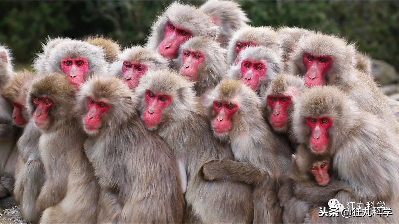 鏃ユ湰鐚村瓙鍚冮奔,绉冨ご鐚村瓙鍚冮奔