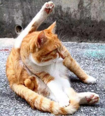 公猫肛门旁边有白点,公猫的肚皮有几颗小痘痘