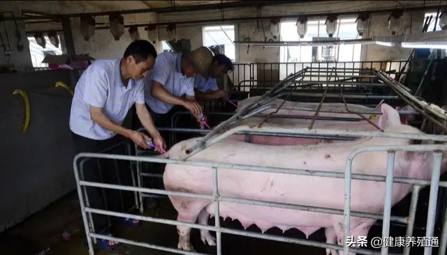 母猪产后少乳怎么处理,母猪产后乳水少怎么办