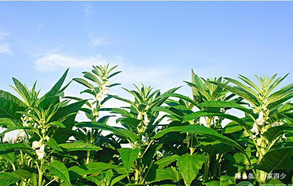 芝麻开花节节高是不是俗语,芝麻开花节节高的芝麻什么样子