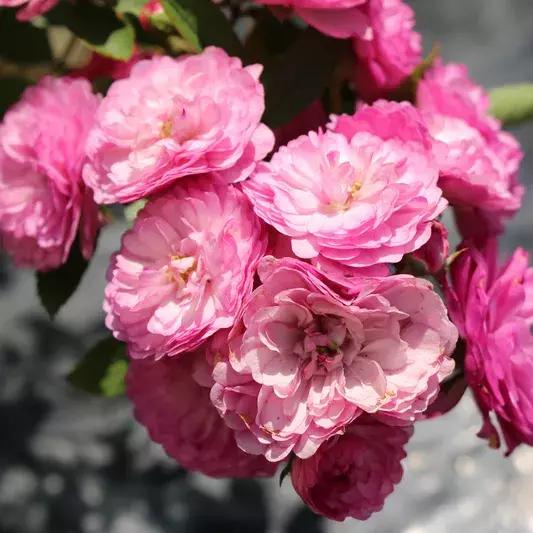 耐晒又香又好养的阳台月季,阳台月季好养吗