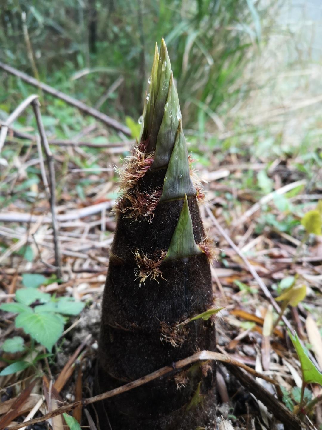 竹林深处探宝——只为了那一棵黄精
