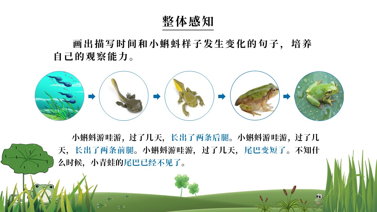 二年级语文小蝌蚪找妈妈教学视频,二年级语文小蝌蚪找妈妈教学教案