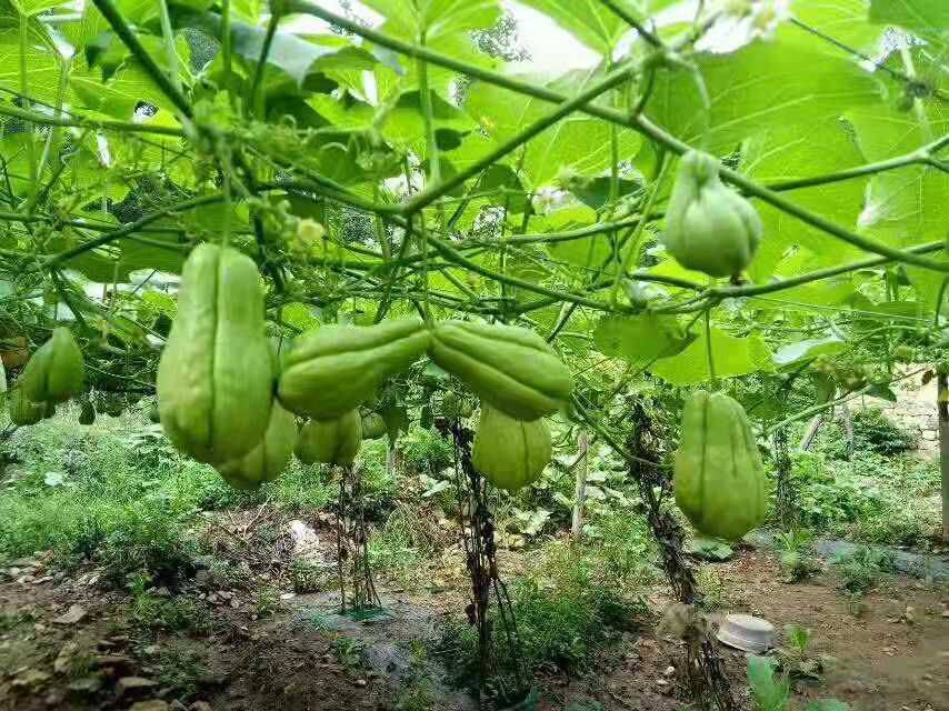 佛手瓜瓜形如两掌合十，有祝福之意，深受人们喜爱