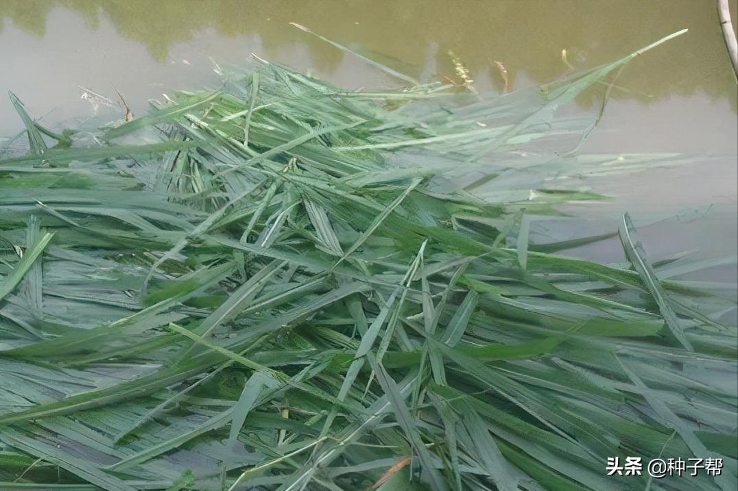 皇竹草适合哪里长,皇竹草适合养殖什么