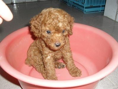 养宠小知识泰迪泪痕跟饮食有关吗,养犬冷知识第四季