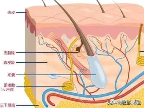 张雨绮真的有狐臭吗,张雨绮有狐臭吗