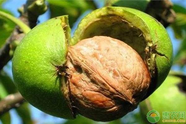 核桃种植前景如何,猴头核桃树种植前景