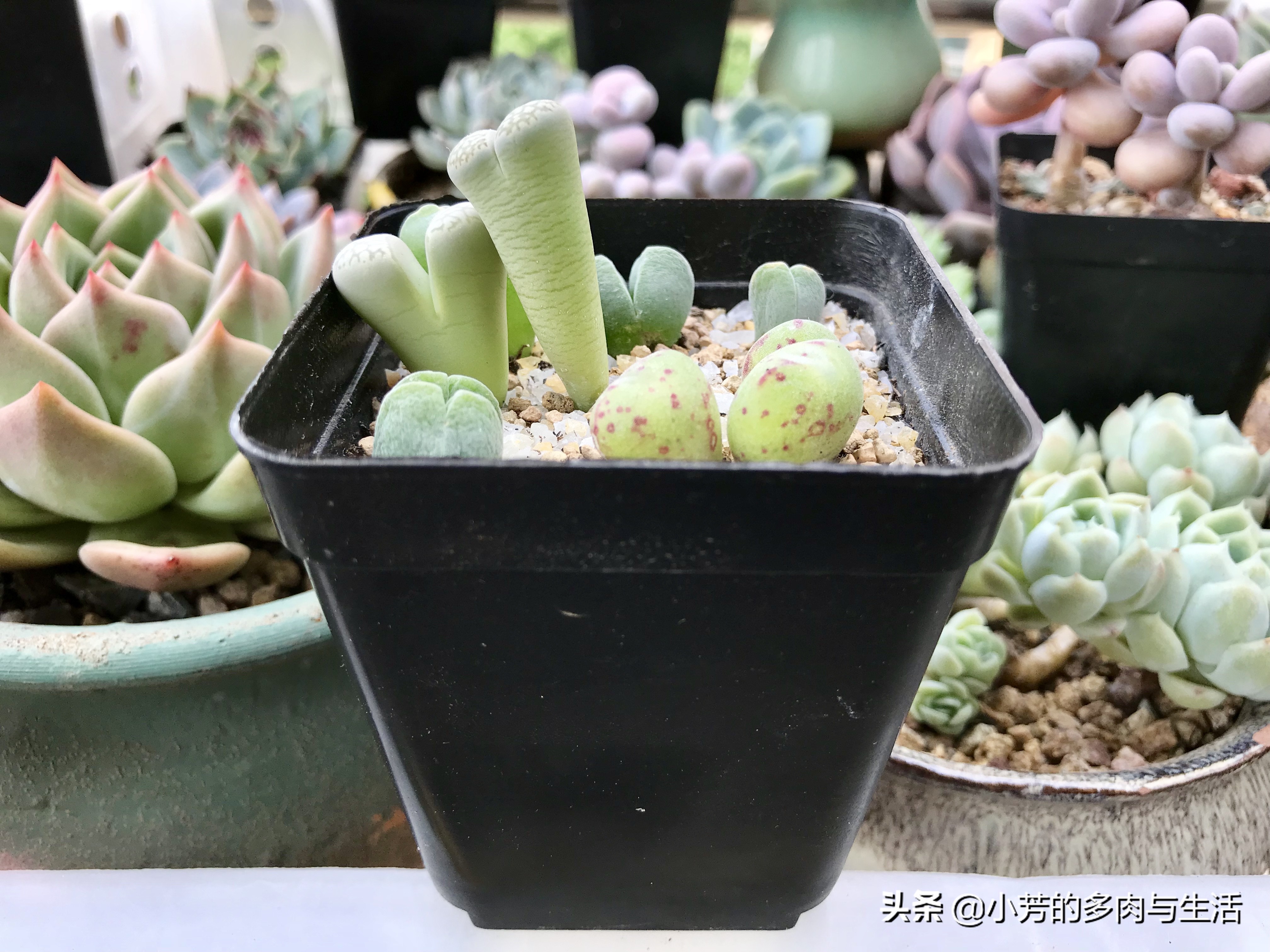 多肉生石花需要修根吗,多肉生石花怎么发根