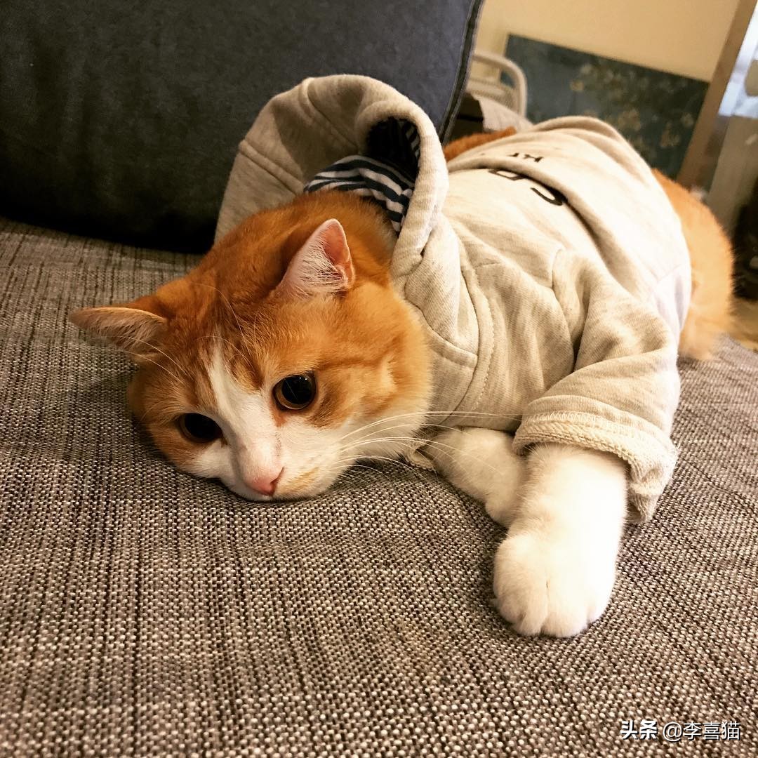 猫咪不出门有没有危害,猫咪不出门感染弓形虫几率大吗