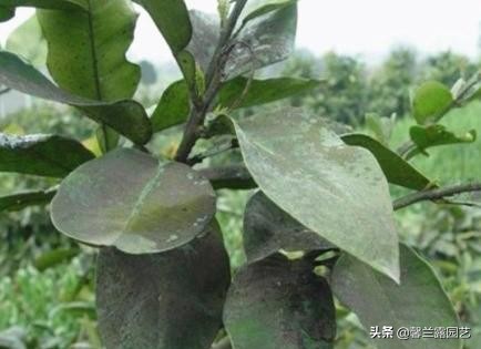 真柏盆景夏季病虫害防治,金豆盆景病虫害防治方法