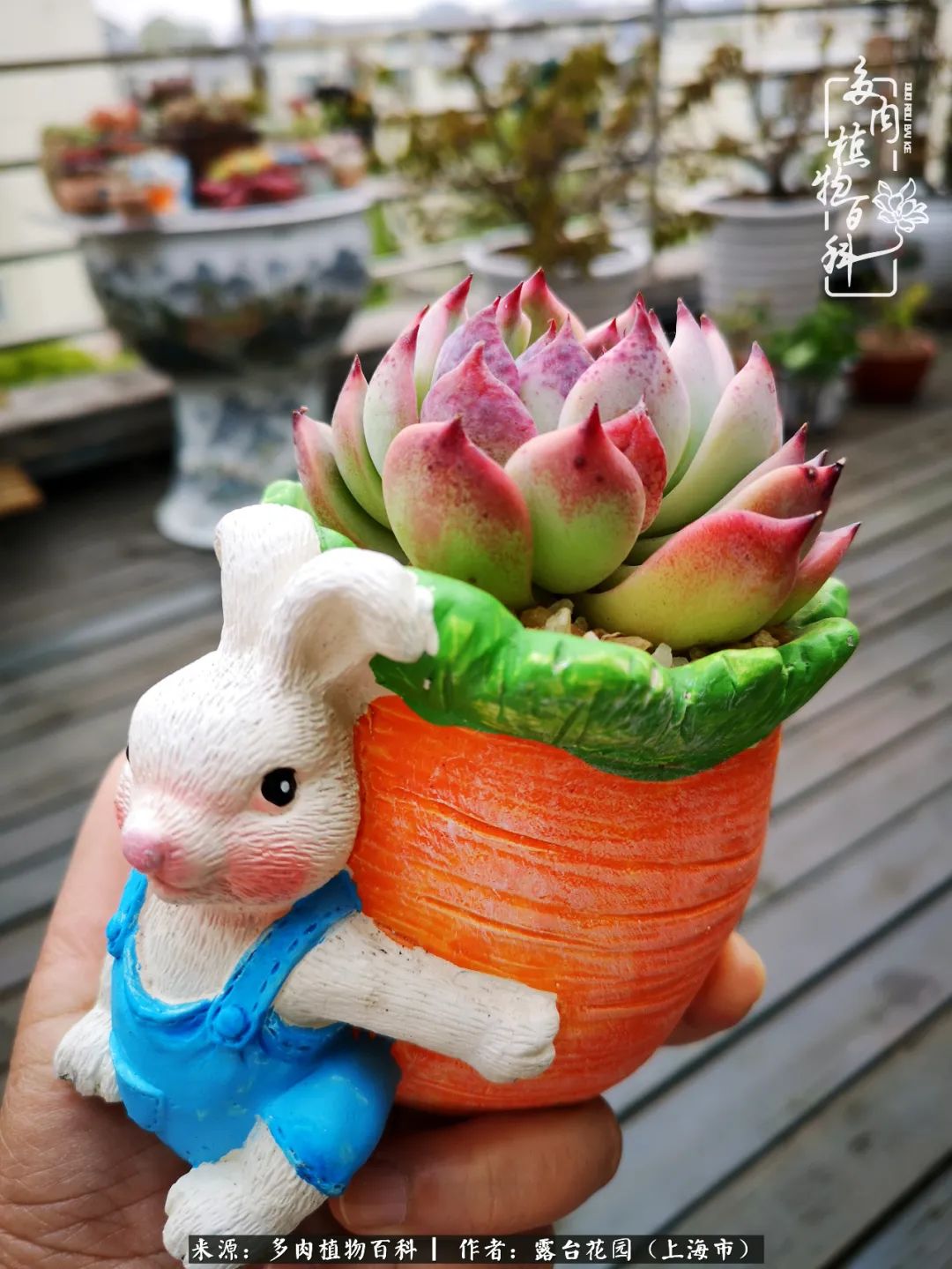 这6种多肉又粉又可爱萌翻少女心,粉粉萌萌的多肉有哪些